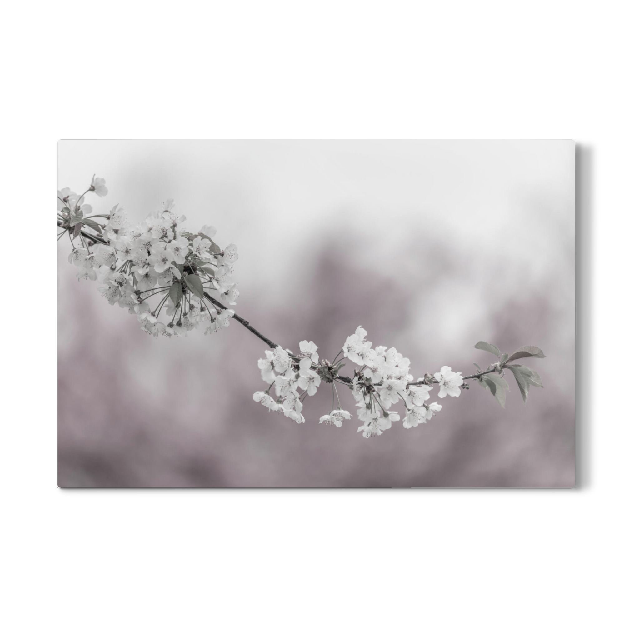Galerie-Print "Zarte Kirschblüten in Nahaufnahme" 30x20 cm artboxONE