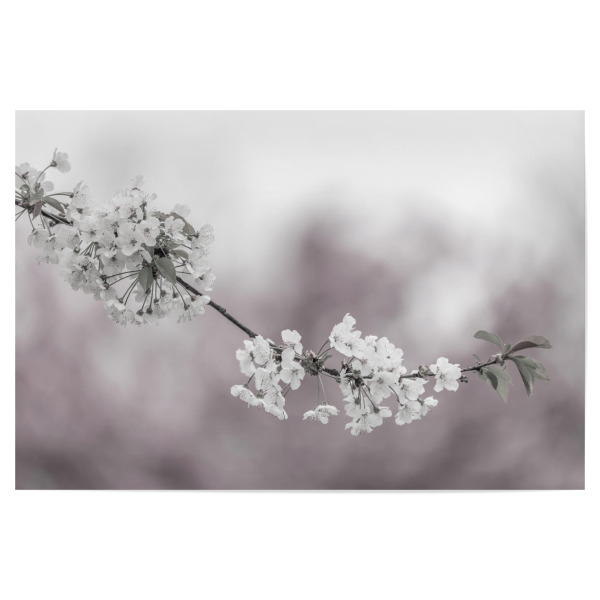 Poster "Zarte Kirschblüten in Nahaufnahme" artboxONE - Natur,Floral