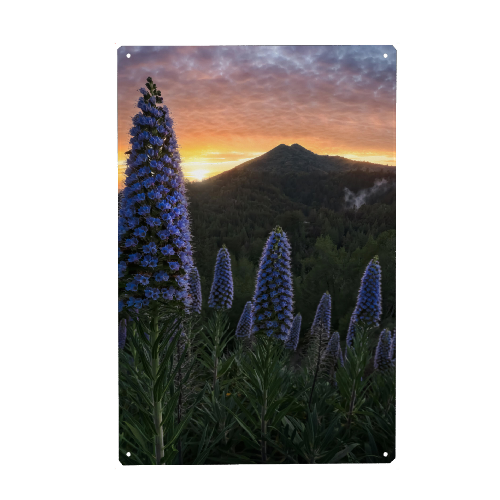 Holzbild "Stolz Madeiras" artboxONE - Natur,Reise,Floral,Reise / Länder