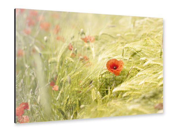 Alu-Dibond "Mohn in Gerste" 30x20 cm artboxONE