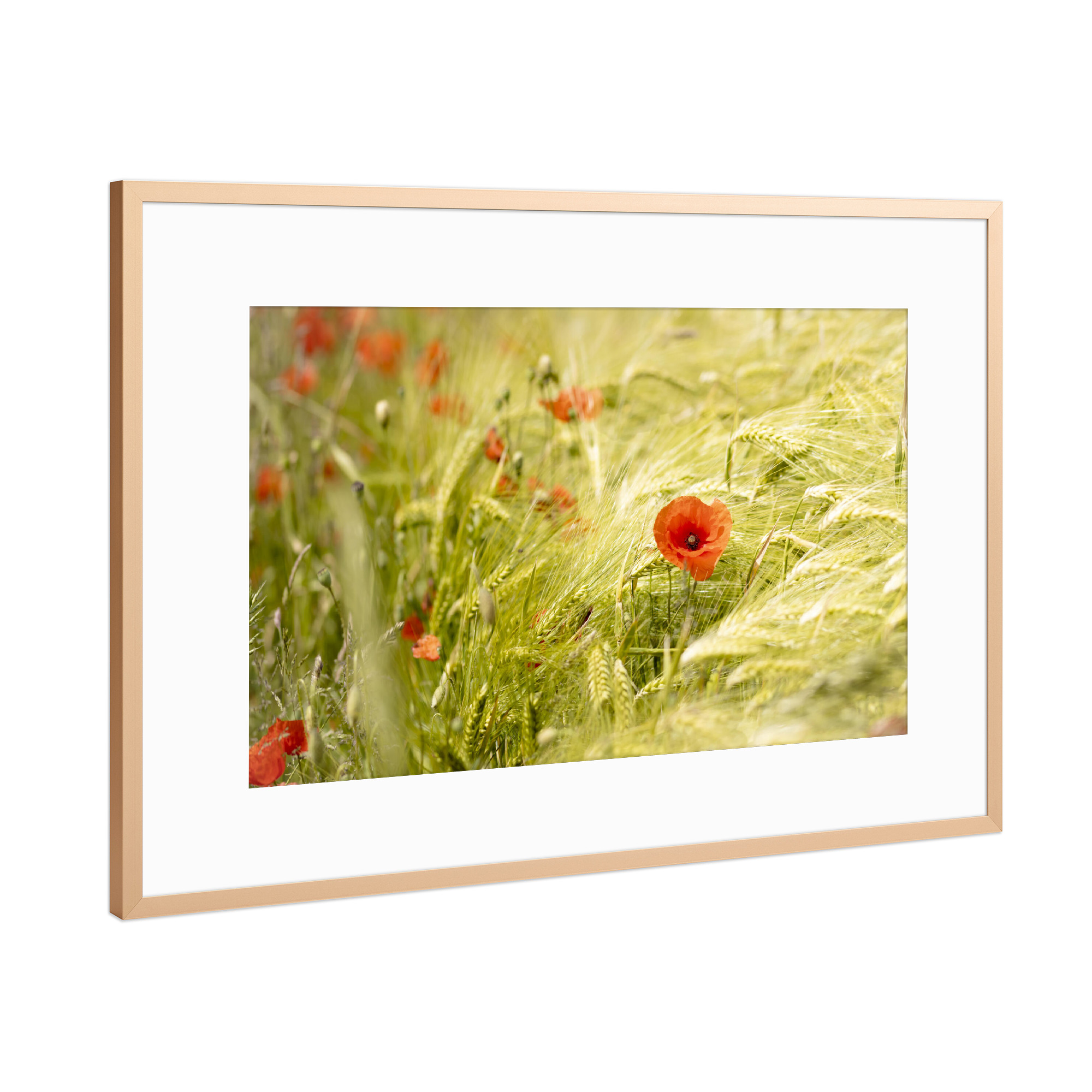 Poster mit Rahmen Kupfer "Mohn in Gerste" artboxONE - Natur,Floral,Für Mama