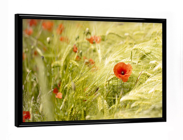 Poster mit schwarzem Rahmen "Mohn in Gerste" artboxONE - Natur,Floral,Für Mama