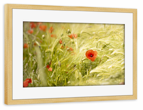 Poster mit Rahmen kiefer "Mohn in Gerste" artboxONE - Natur,Floral,Für Mama