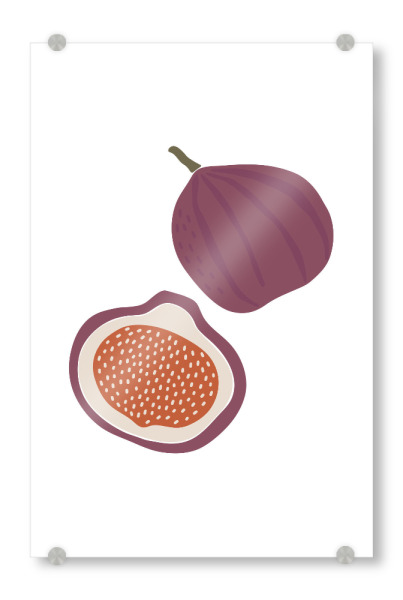 Acrylglasbild "Abbildung der Sommerfeige" artboxONE - Essen & Trinken / Obst & Gemüse