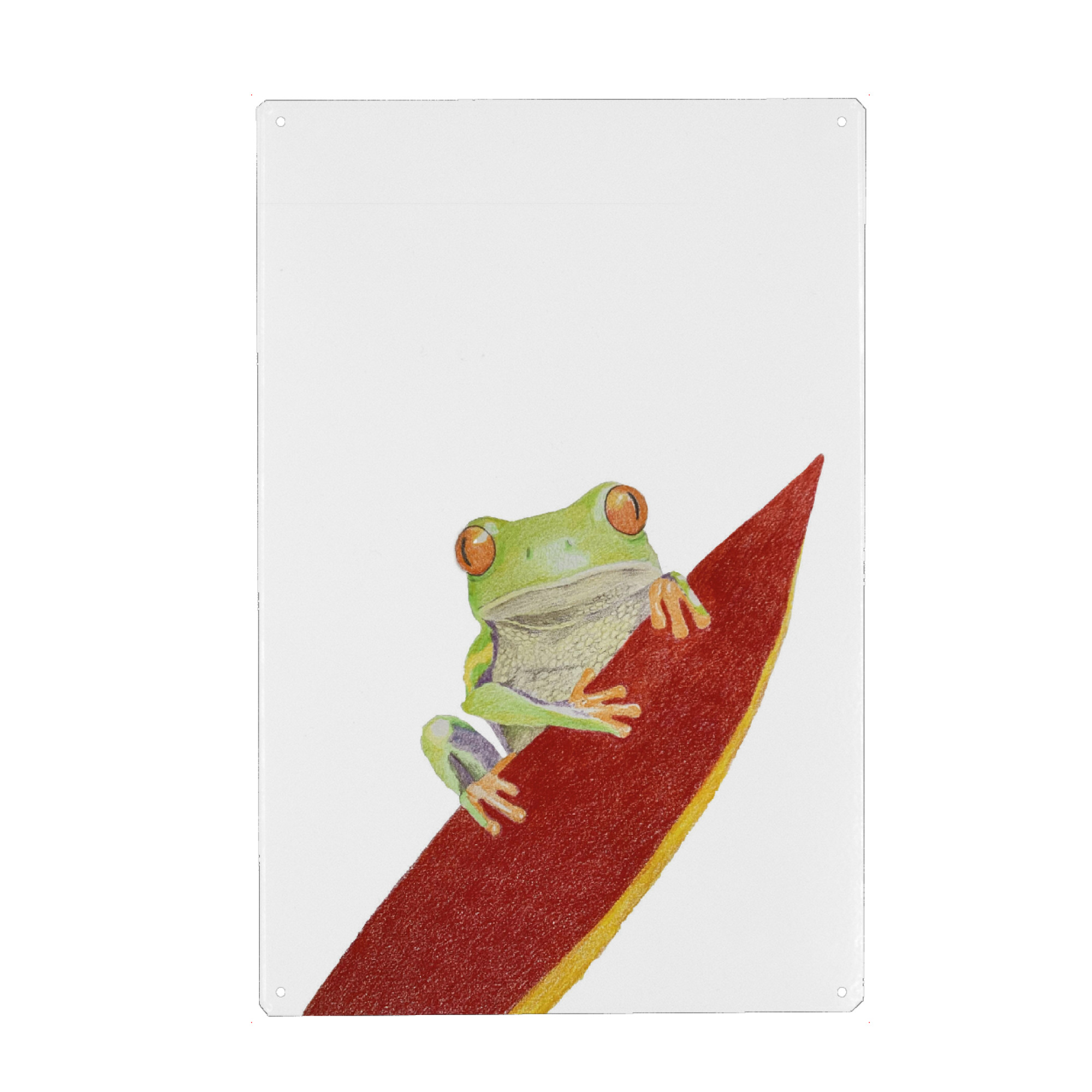 Metall Poster "Tropen-Frosch" artboxONE - Tiere - Frog,Frosch,Animal,Tier,Tierportrait,Illustration,Buntstift - Blechschild
