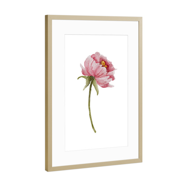 Poster mit Rahmen Gold "Pfingstrose rosa Blume" artboxONE - Floral