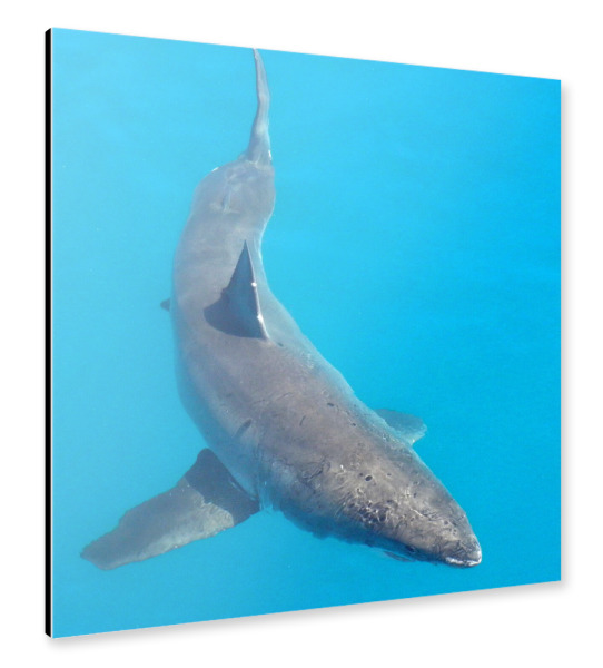 Alu-Dibond "Ein weißer Hai" 30x30 cm artboxONE