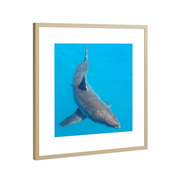 Poster mit Rahmen Gold "Ein weißer Hai" artboxONE - Reise,Tiere,Reise / Strand und Meer,Reise / Afrika,Reise / Länder