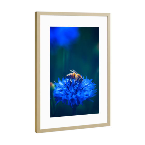 Poster mit Rahmen Gold "Fleißiges Bienchen" artboxONE - Natur,Tiere - Insekt,Biene,Kornblume,Blau,Bienen,Honigbiene,Umweltschutz,Blume,Blüte