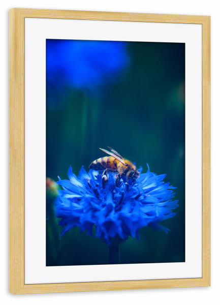 Poster mit Rahmen kiefer "Fleißiges Bienchen" artboxONE - Natur,Tiere - Insekt,Biene,Kornblume,Blau,Bienen,Honigbiene,Umweltschutz,Blume,Blüte