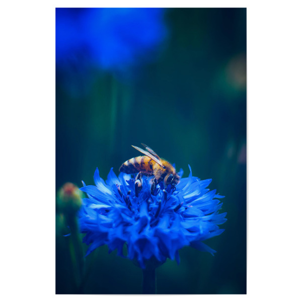 Poster "Fleißiges Bienchen" artboxONE - Natur,Tiere - Insekt,Biene,Kornblume,Blau,Bienen,Honigbiene,Umweltschutz,Blume,Blüte