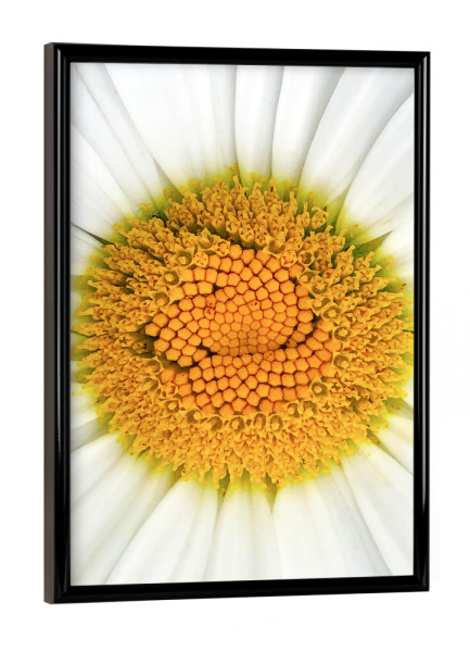 Poster mit schwarzem Rahmen "Magaritenblüte" artboxONE - Natur,Floral