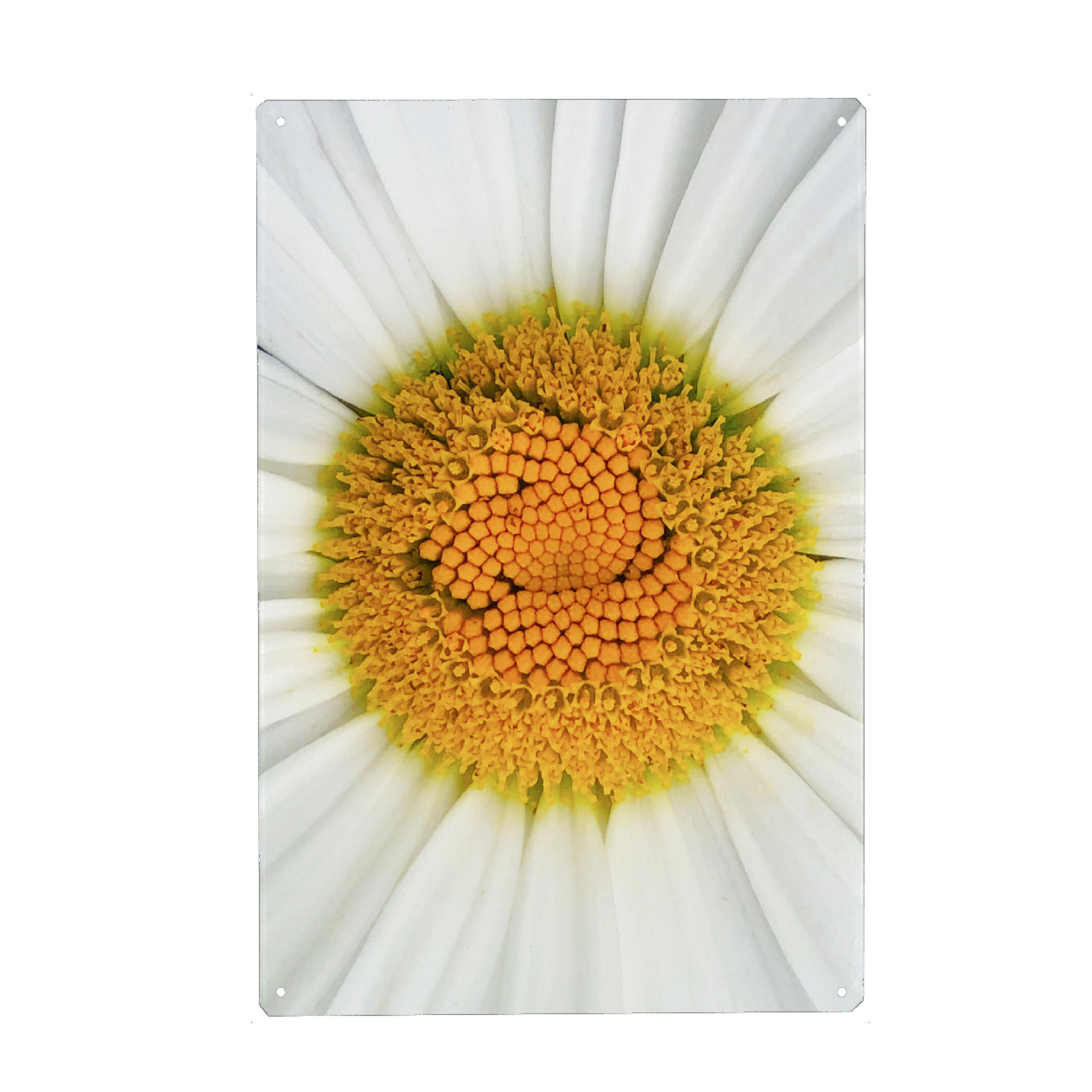 Metall Poster "Magaritenblüte" artboxONE - Natur,Floral