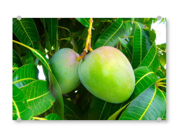 Acrylglasbild "Zwei Mangofrüchte" artboxONE - Natur,Reise,Essen & Trinken,Reise / Länder,Essen & Trinken / Obst & Gemüse