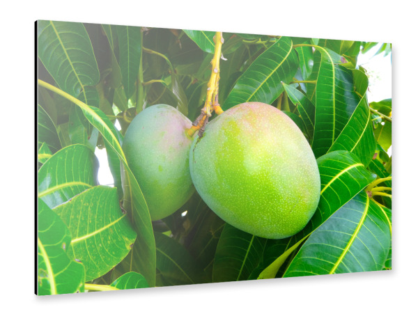 Alu-Dibond "Zwei Mangofrüchte" 30x20 cm artboxONE