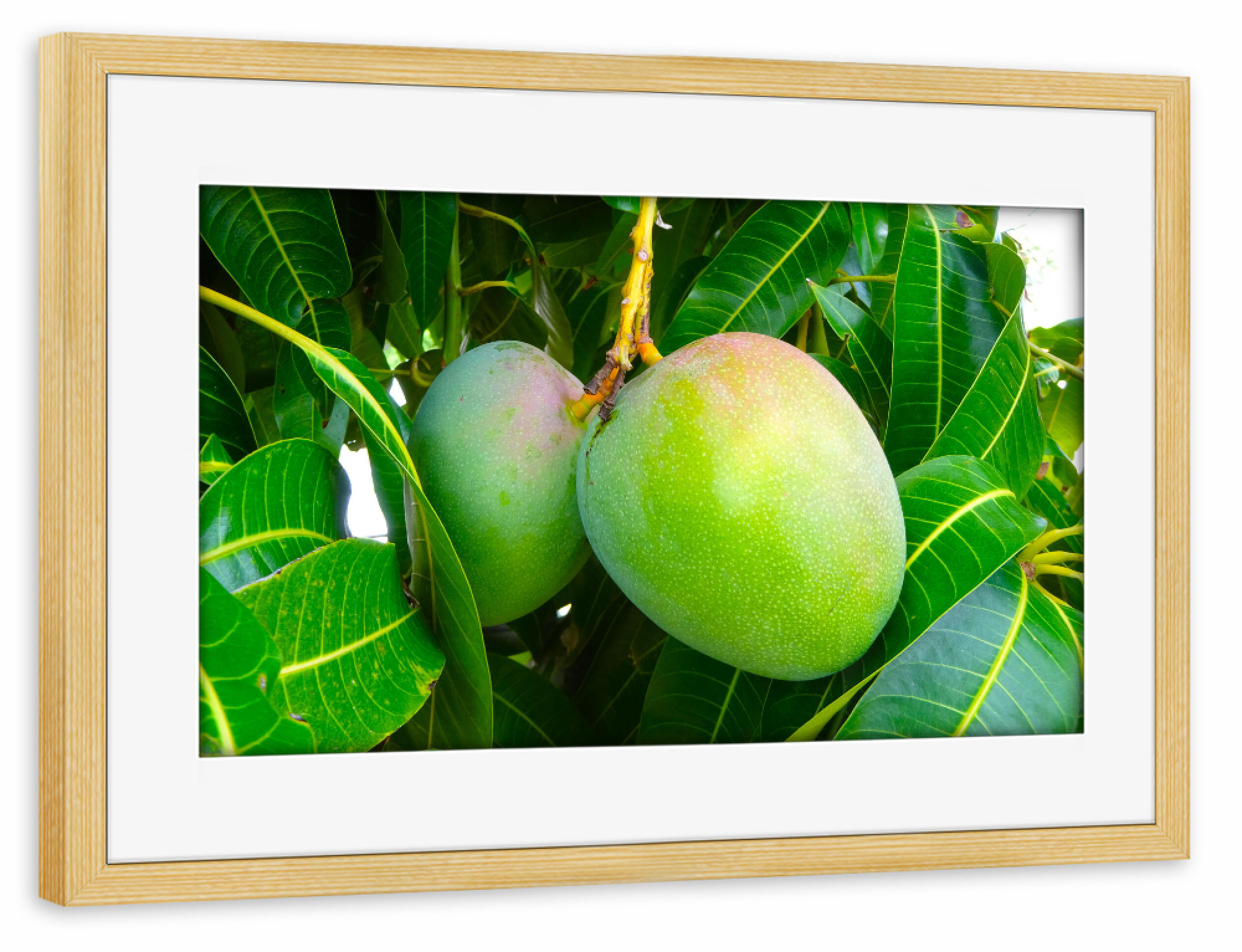 Poster mit Rahmen kiefer "Zwei Mangofrüchte" artboxONE - Natur,Reise,Essen & Trinken,Reise / Länder,Essen & Trinken / Obst & Gemüse