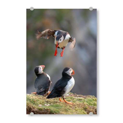 Puffin approaching