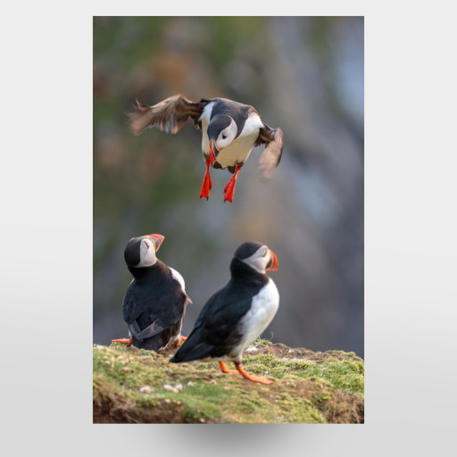 Puffin approaching