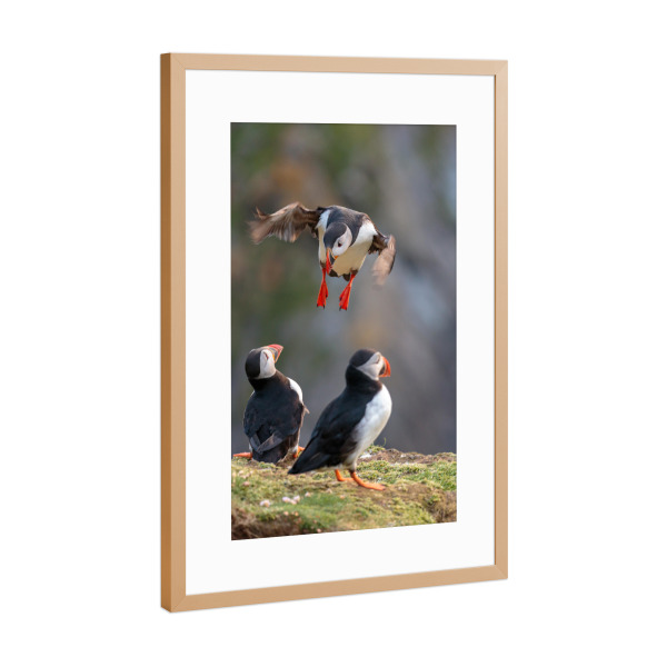 Poster mit Rahmen Kupfer "Papageientaucher im Anflug" artboxONE - Tiere - Puffin,Lundi,Papageientaucher,Tammy norris,Seevogel,Küstenvogel,Vogel,Tier