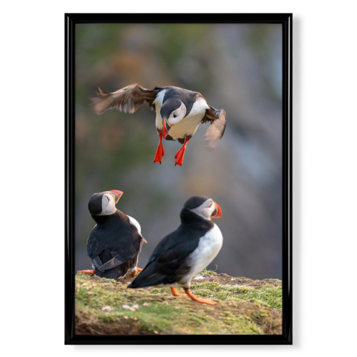 Puffin approaching
