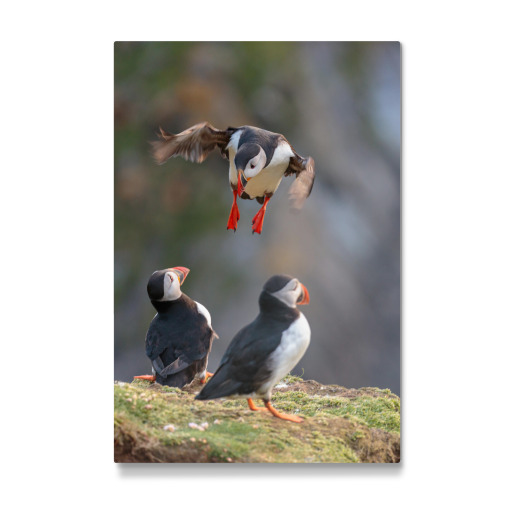 Puffin approaching