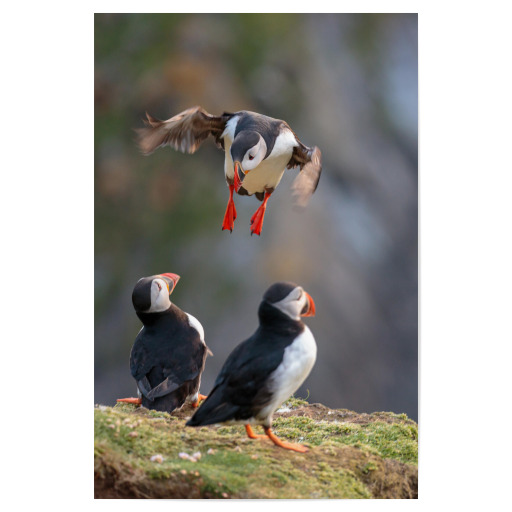 Puffin approaching