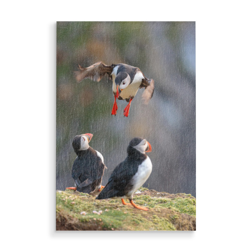 Puffin approaching