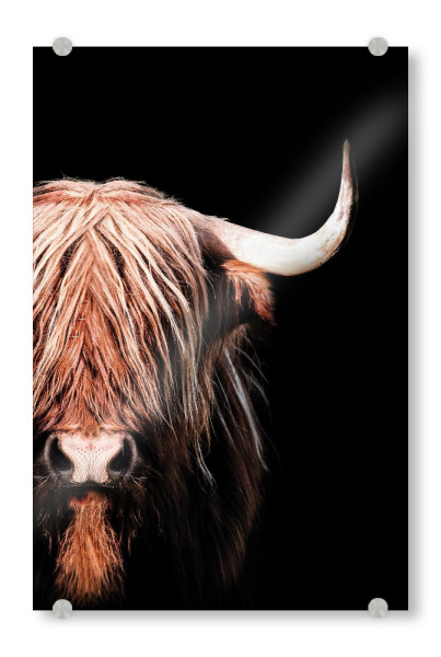 Acrylglasbild "Dark Highlander" artboxONE - Tiere - Hochlandkuh,Highlander,Schottisches hochland,Kuh,Stier,Tier