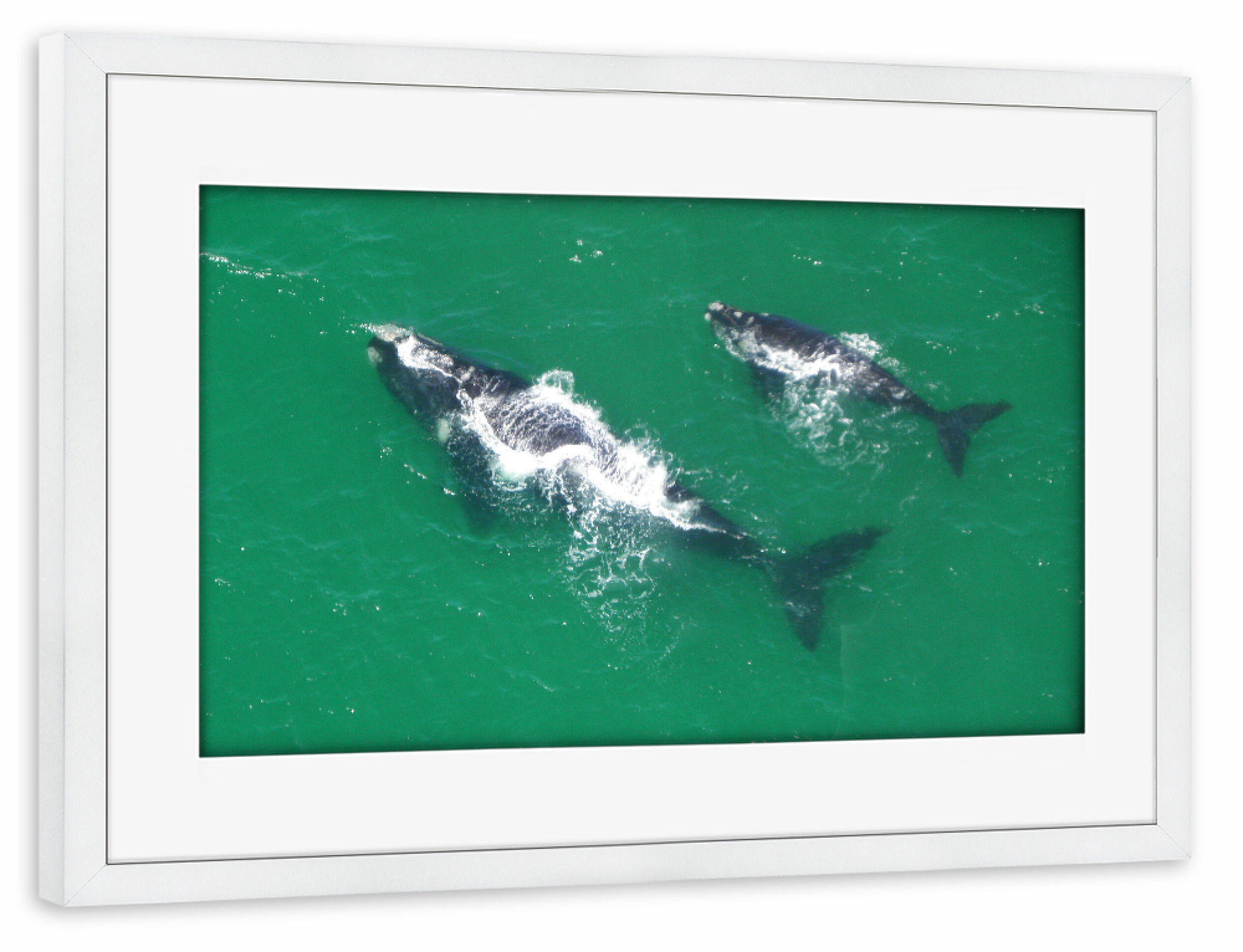 Poster mit Rahmen weiß "Zwei Wale" artboxONE - Natur,Reise,Tiere,Reise / Strand und Meer,Reise / Länder