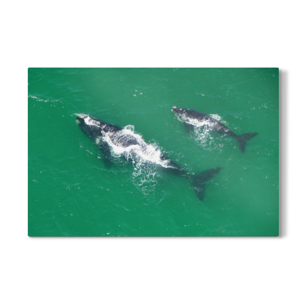 Galerie-Print "Zwei Wale" 30x20 cm artboxONE
