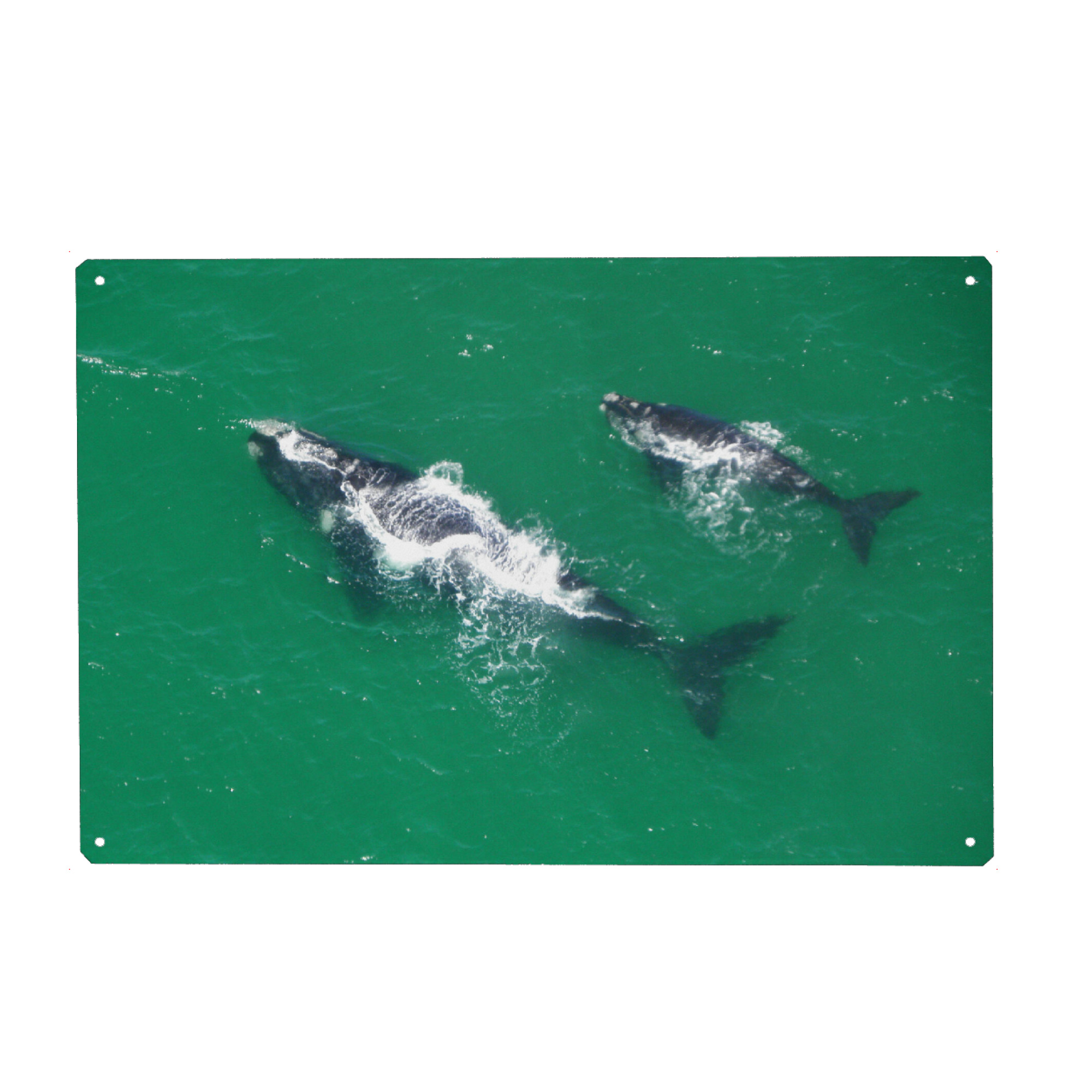 Metall Poster "Zwei Wale" artboxONE - Natur,Reise,Tiere,Reise / Strand und Meer,Reise / Länder