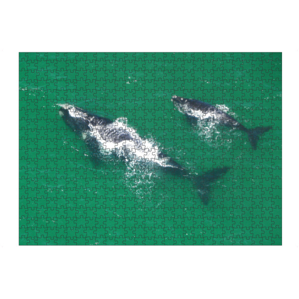 Puzzle Ravensburger "Zwei Wale" artboxONE - Natur,Reise,Tiere,Reise / Strand und Meer,Reise / Länder