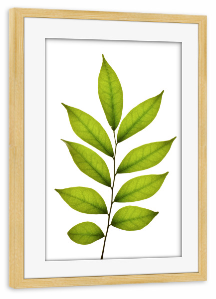 Poster mit Rahmen kiefer "Murraya paniculata" artboxONE - Natur,Floral