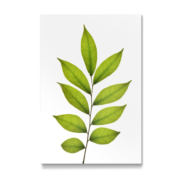 Galerie-Print "Murraya paniculata" 30x20 cm artboxONE