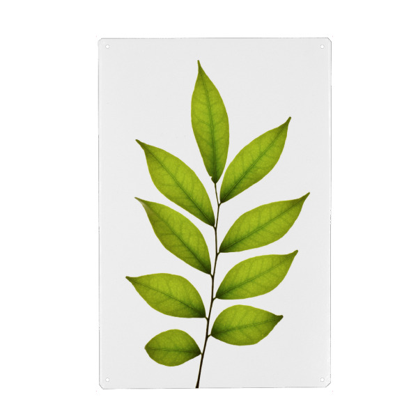 Metall Poster "Murraya paniculata" artboxONE - Natur,Floral