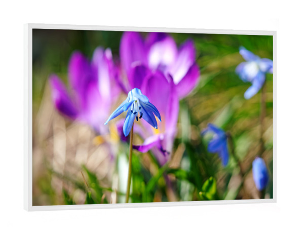 Poster mit weißem Rahmen "Blaustern" artboxONE - Natur,Floral
