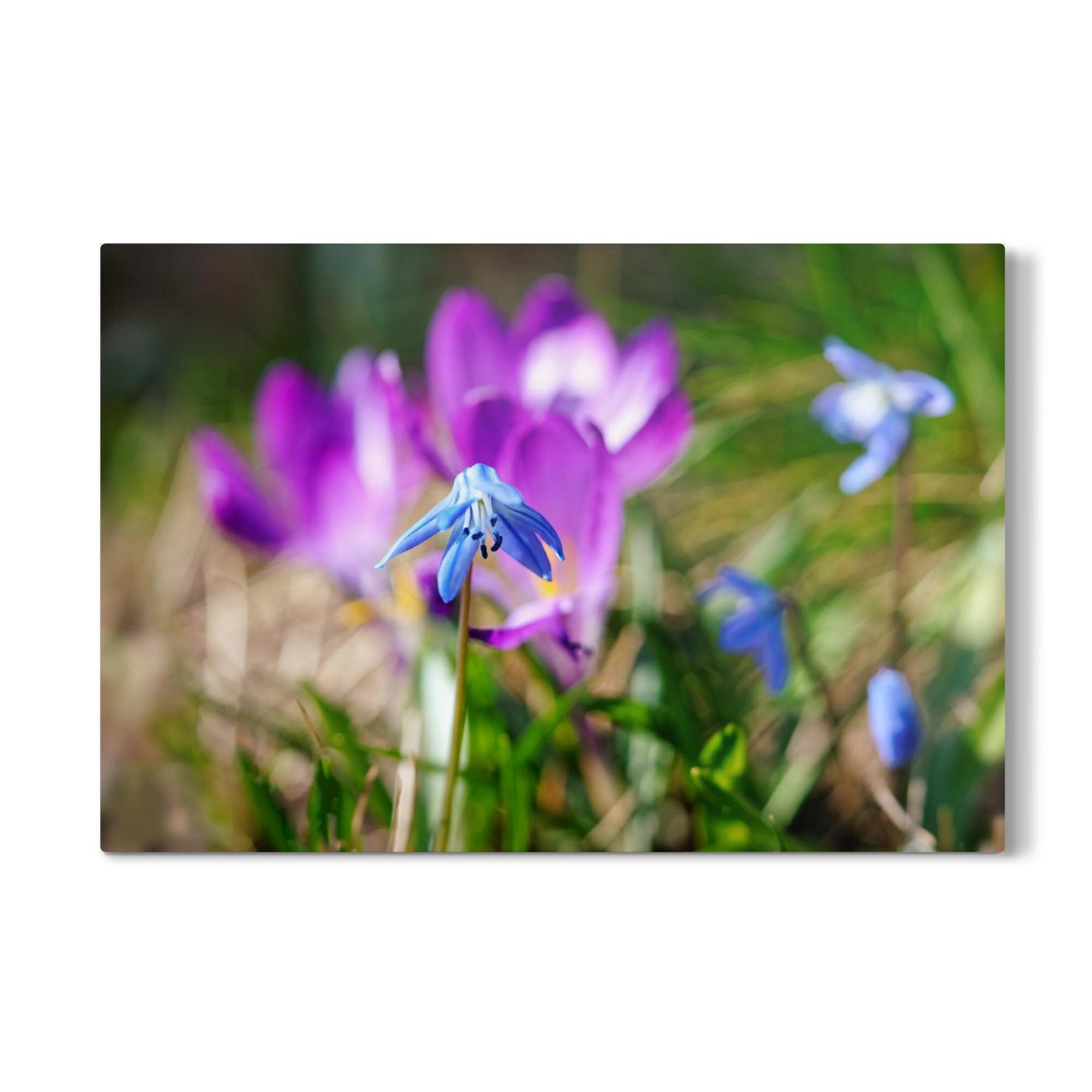 Galerie-Print "Blaustern" 30x20 cm artboxONE