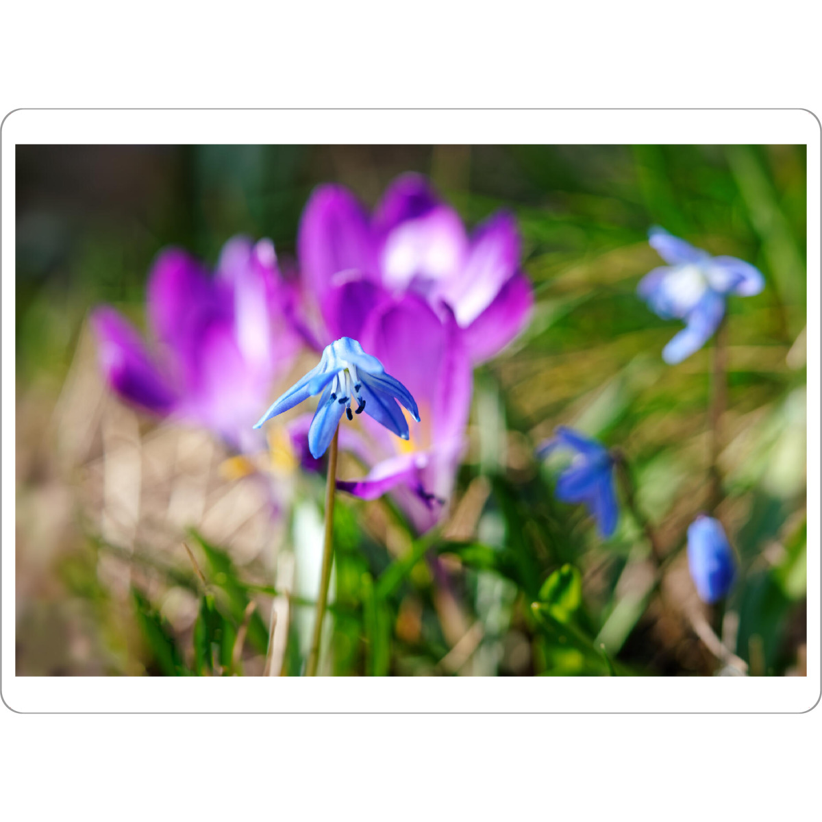 Tischset "Blaustern" artboxONE - Natur,Floral