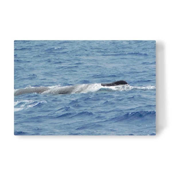 Leinwandbild "Ein Pottwalbulle" artboxONE - Natur,Reise,Tiere,Reise / Strand und Meer