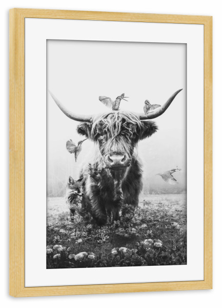 Poster mit Rahmen kiefer "Weiße Hochlandkuh" artboxONE - Natur,Floral,Tiere,Schwarzweiß