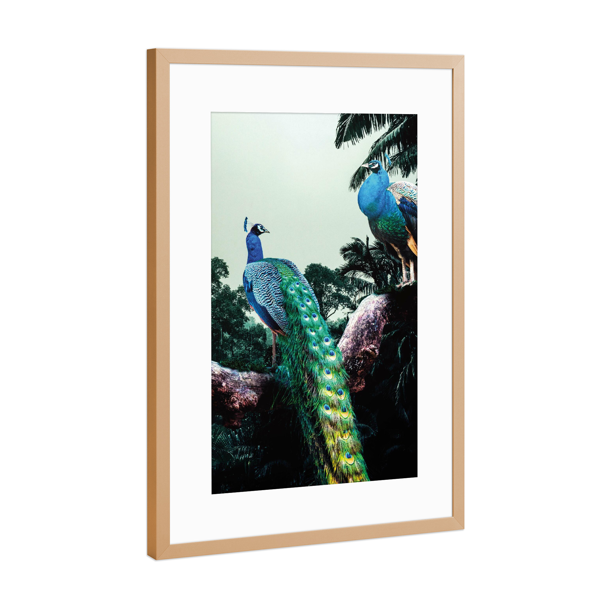 Poster mit Rahmen Kupfer "Pfau-Duo" artboxONE - Natur,Floral,Tiere - Pfau,Pfauen,Federn,Dschungel