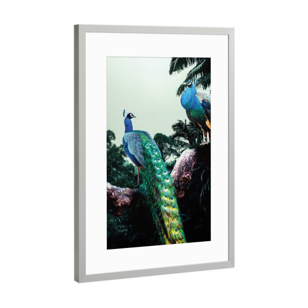 Poster mit Rahmen Silber "Pfau-Duo" artboxONE - Natur,Floral,Tiere - Pfau,Pfauen,Federn,Dschungel