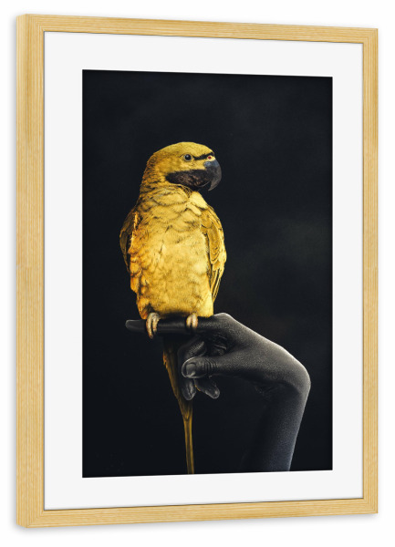 Poster mit Rahmen kiefer "Golden Parrot" artboxONE - Tiere,Menschen - Papagei,Gold,Goldener papagei,Hand,Schwarze hand,Dunkles design,Goldener vogel