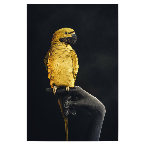 Poster 30x20 cm "Golden Parrot" artboxONE - Tiere,Menschen - Papagei,Gold,Goldener papagei,Hand,Schwarze hand,Dunkles design,Goldener vogel