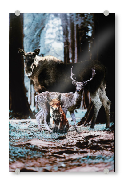 Acrylglasbild "Waldtiere" artboxONE - Natur,Floral,Tiere - Hirsch,Elch,Fuchs,Waldtiere,Elche,Tiergruppe,Tiere,Wald,Natur