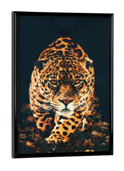 Poster mit schwarzem Rahmen "Jagd-Leopard" artboxONE - Natur,Tiere - Leopard,Panther,Jaguar,Jagdleopard,Tier