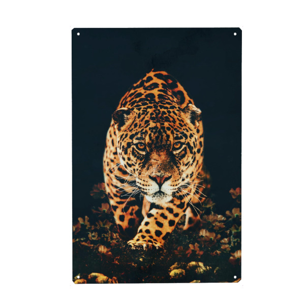 Metall Poster "Jagd-Leopard" artboxONE - Natur,Tiere - Leopard,Panther,Jaguar,Jagdleopard,Tier - Blechschild