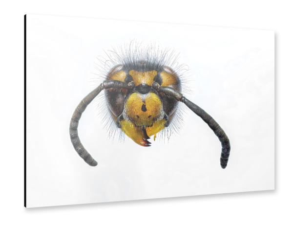Alu-Dibond "Wespen" 30x20 cm artboxONE