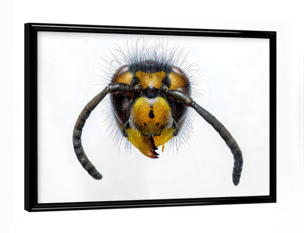 Poster mit schwarzem Rahmen "Wespen" artboxONE - Tiere - Wespe,Kopf,Wespenkopf,Insekt,Insekten,Wespen
