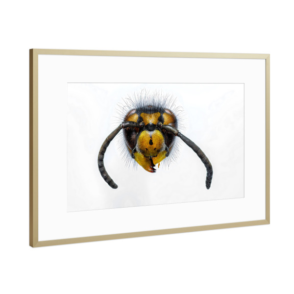 Poster mit Rahmen Gold "Wespen" artboxONE - Tiere - Wespe,Kopf,Wespenkopf,Insekt,Insekten,Wespen